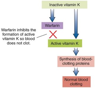 Warfarin inhibition of vitamin K activation