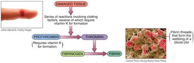 Vitamin K and blood clotting cascade