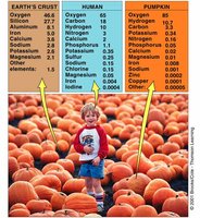Comparison of elemental composition in Earth's crust, humans, and pumpkins