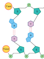 Hydrogen bonds in DNA structure
