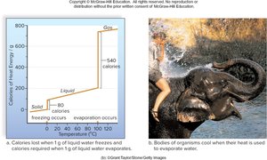 Heat capacity and evaporation in water