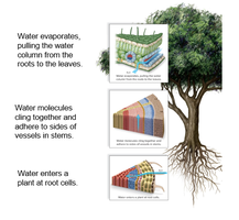 Water movement in plants due to cohesion and adhesion