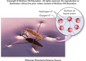 Surface tension allowing insect to walk on water