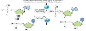 Water in dehydration synthesis and hydrolysis