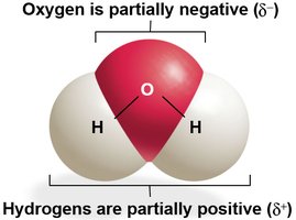 Water molecule showing partial charges