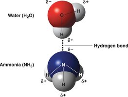 Hydrogen bond between water and ammonia