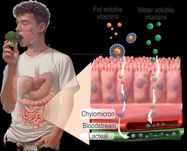 Absorption of fat-soluble vitamins