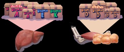 Storage of fat-soluble vitamins