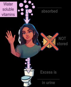 Water-soluble vitamins: B and C