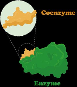 Coenzyme and enzyme interaction