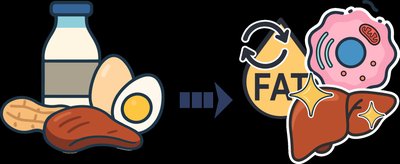 Choline food sources and function