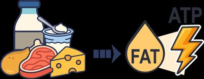 Carnitine food sources and function