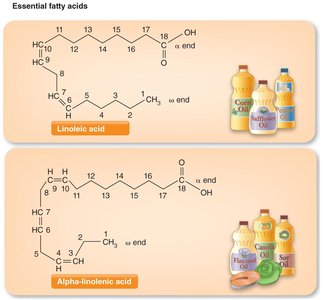 Essential fatty acids: linoleic and alpha-linolenic acid