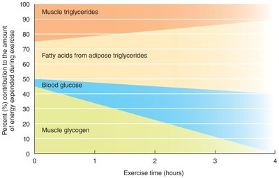 Fat is used for energy during exercise