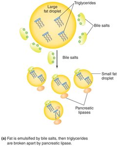 Fat emulsification and digestion