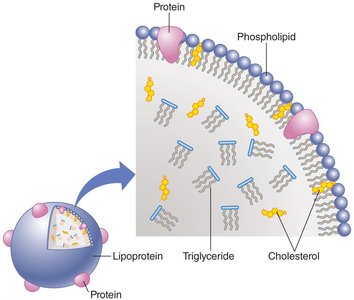 Lipoprotein transport in the body