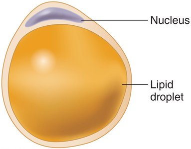 Adipose cell diagram
