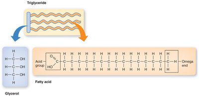 Triglyceride structure: glycerol and fatty acids