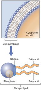 Phospholipids in cell membranes