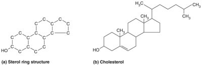 Sterol ring structure and cholesterol