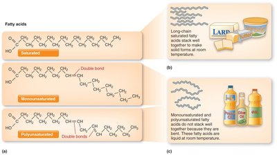 Saturated, monounsaturated, and polyunsaturated fatty acids