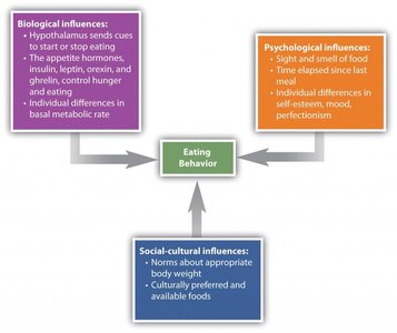 Biological, psychological, and social-cultural contributors to eating behavior