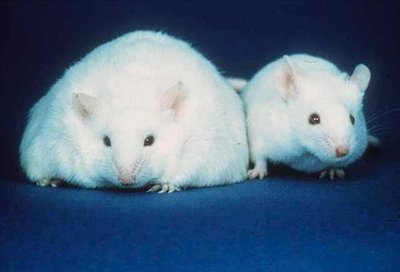 Leptin-deficient mouse (left) and normal mouse (right)