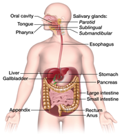 Diagram of the human digestive system