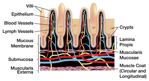 Structure of the small intestine villi and microvilli