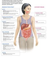 Diagram of the gastrointestinal tract and accessory organs