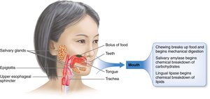 Mouth and initial digestion processes