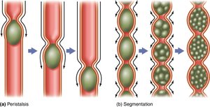 Small intestine and accessory organs