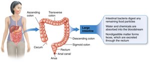 Large intestine structure and function