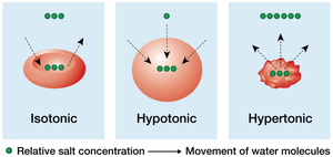 Cellular water volume: isotonic, hypotonic, hypertonic