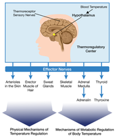 Thermoregulation mechanisms in the human body