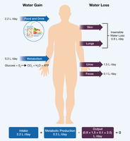 Daily fluid gain and loss in the human body