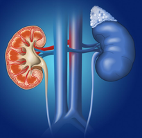 Kidneys: major role in fluid and electrolyte balance