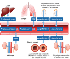 Renin-Angiotensin-Aldosterone System schematic