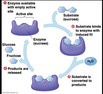 Lactose digestion and lactase enzyme