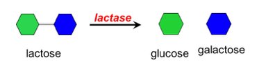 Structure of sorbitol and glucose