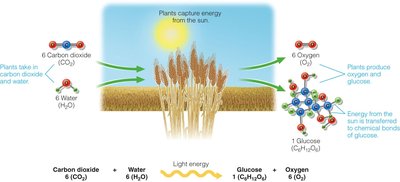 Photosynthesis process
