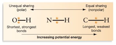 Potential energy in chemical bonds