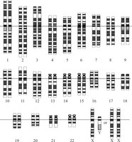 Human chromosomes (karyotype)