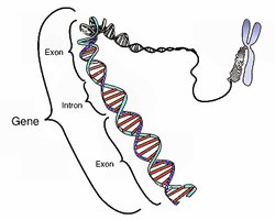 Gene structure and DNA double helix