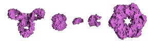 Molecular surface of several proteins