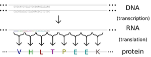 Transcription and translation diagram