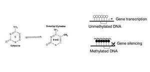 Epigenetic modifications: DNA methylation