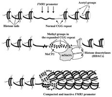 FMR1 promoter methylation and gene silencing