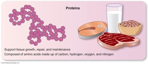 Proteins: structure and food sources