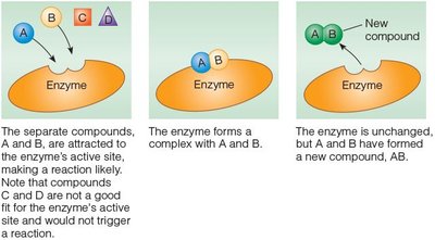 Enzyme-substrate interaction and catalysis
